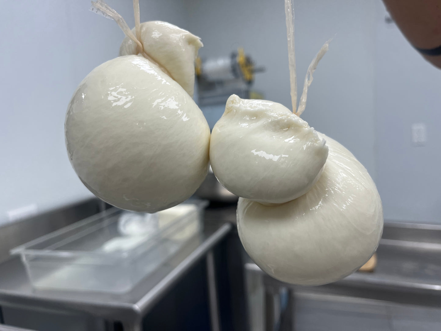 Scamorza